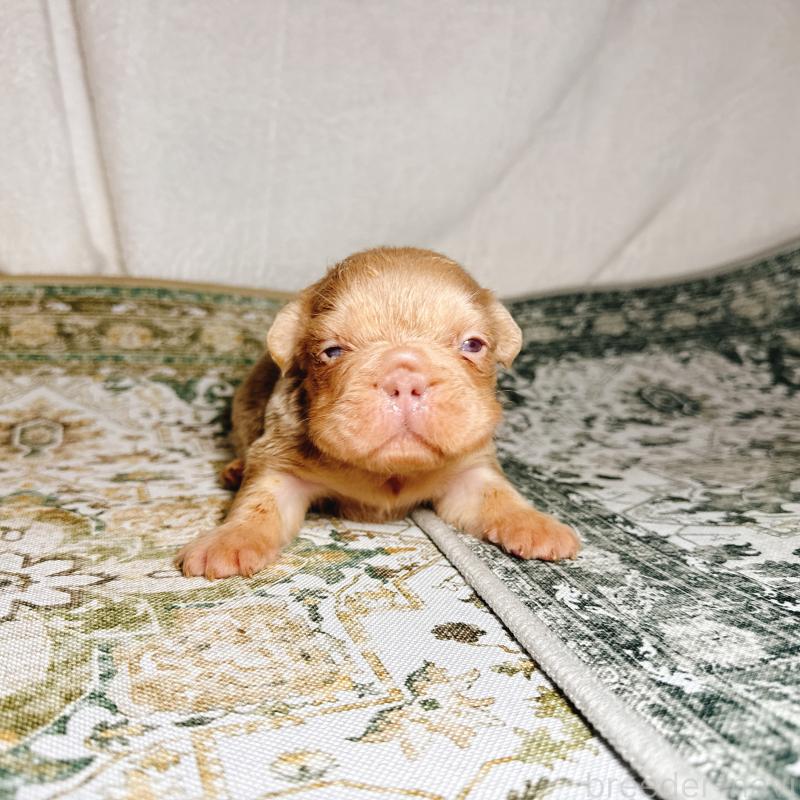 販売中の奈良県のフレンチブルドッグ-450015の2枚目