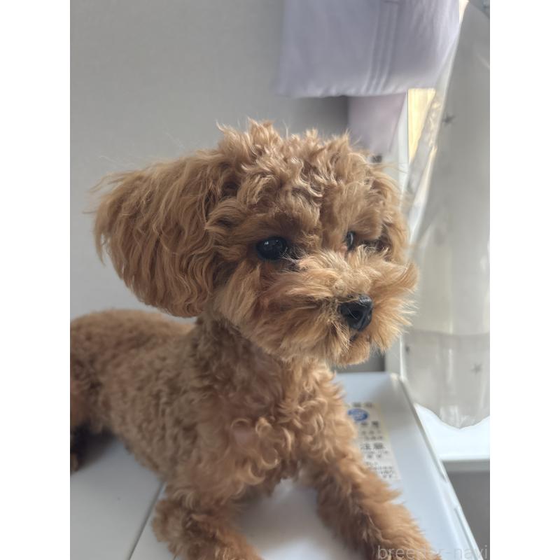 販売中の神奈川県のトイプードル-450016の4枚目