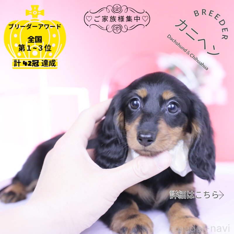 販売中の愛知県のカニンヘンダックスフンド(ロングヘアード)-444716