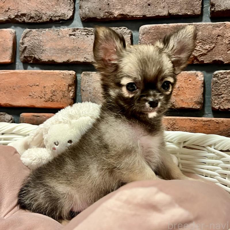 販売中の徳島県のチワワ(ロングコート)-444952