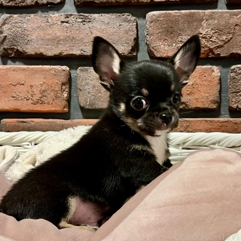 販売中の徳島県のチワワ(スムースコート)-444933