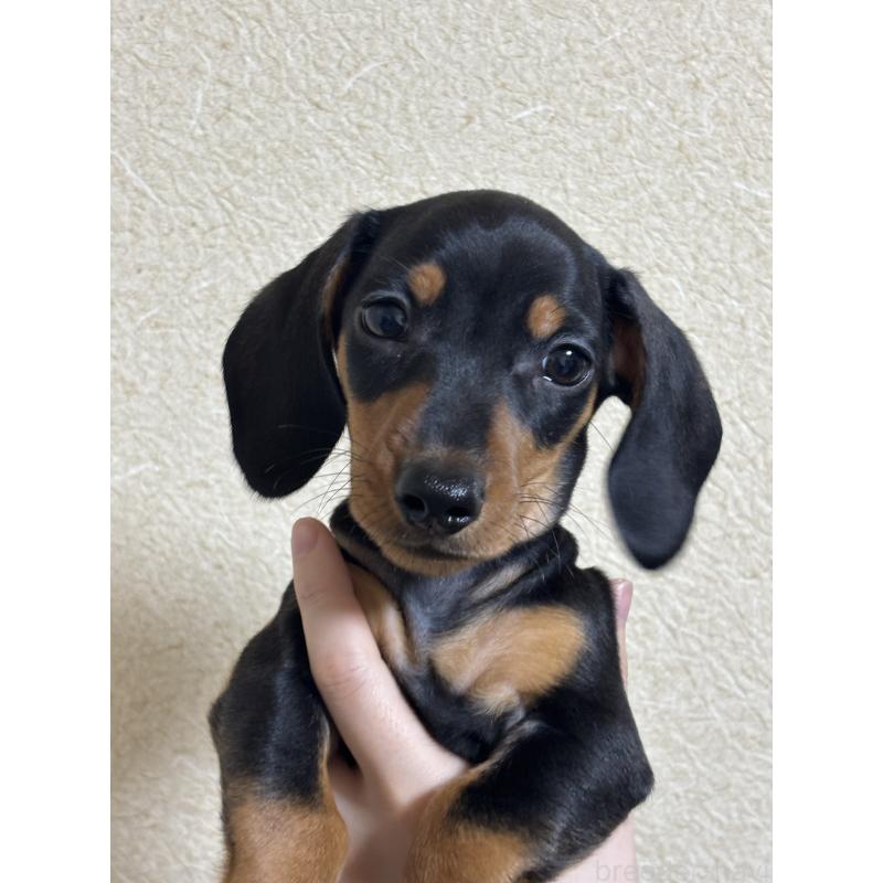 販売中ののミニチュアダックスフンド(スムースヘアード)-440537