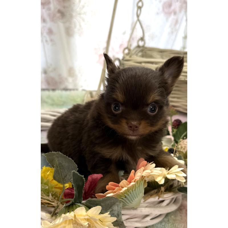 販売中の宮崎県のチワワ(ロングコート)-450245の7枚目