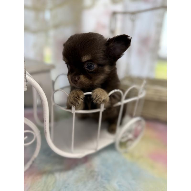 販売中の宮崎県のチワワ(ロングコート)-450245の6枚目