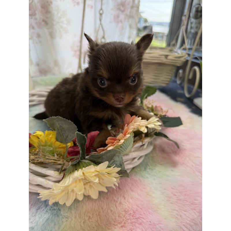 販売中の宮崎県のチワワ(ロングコート)-450245の5枚目