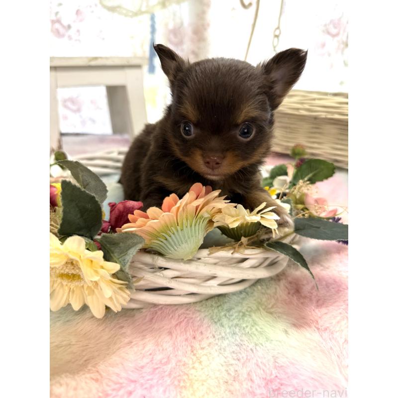 販売中の宮崎県のチワワ(ロングコート)-450245の4枚目