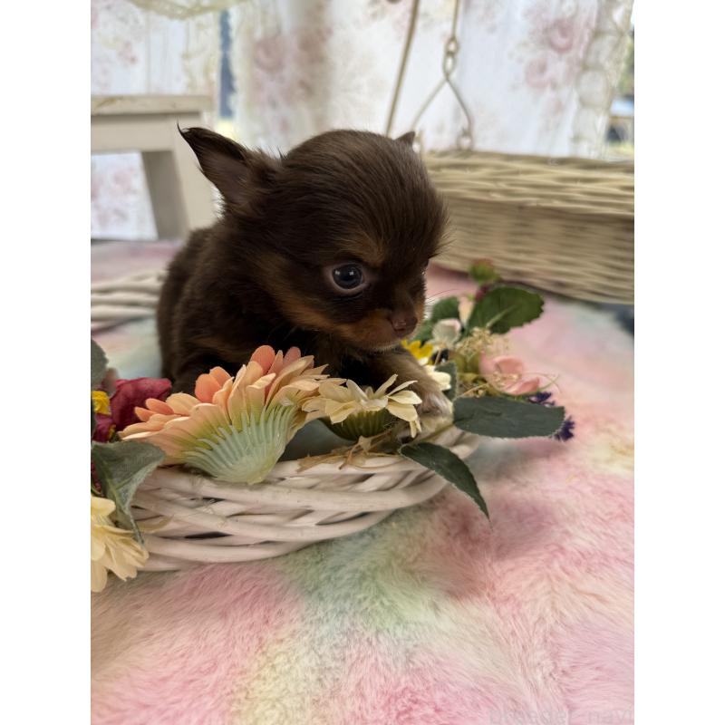 販売中の宮崎県のチワワ(ロングコート)-450245の3枚目