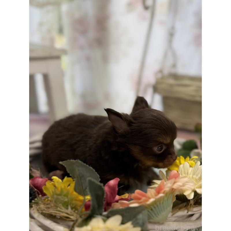 販売中の宮崎県のチワワ(ロングコート)-450245の2枚目