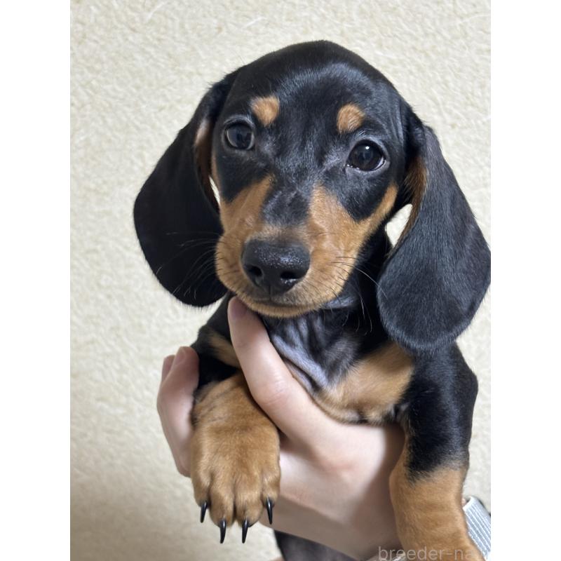 販売中の茨城県のミニチュアダックスフンド(スムースヘアード)-440540