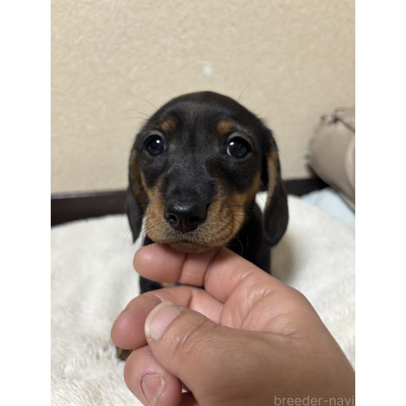 販売中の茨城県のミニチュアダックスフンド(スムースヘアード)-450246の6枚目