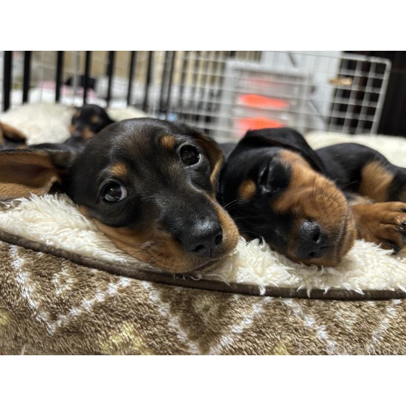 販売中の茨城県のミニチュアダックスフンド(スムースヘアード)-450246の5枚目