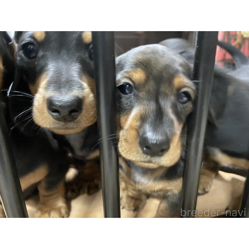 販売中の茨城県のミニチュアダックスフンド(スムースヘアード)-450246の4枚目