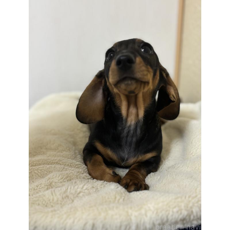 販売中の茨城県のミニチュアダックスフンド(スムースヘアード)-450246の3枚目