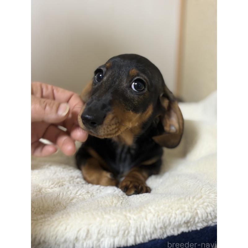 販売中の茨城県のミニチュアダックスフンド(スムースヘアード)-450246の2枚目