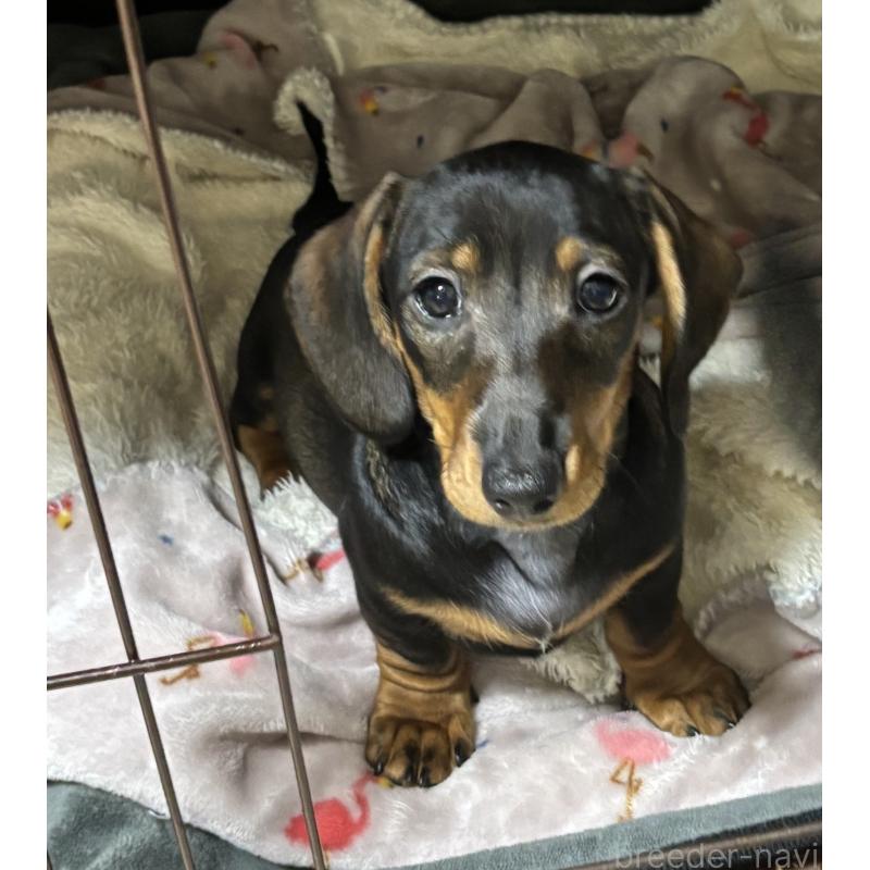販売中の茨城県のミニチュアダックスフンド(スムースヘアード)-450246の1枚目
