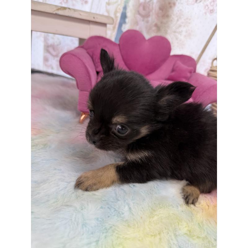 販売中の宮崎県のチワワ(ロングコート)-450247の6枚目