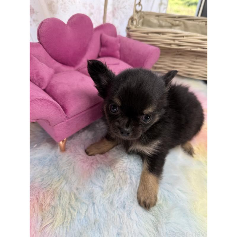 販売中の宮崎県のチワワ(ロングコート)-450247の5枚目