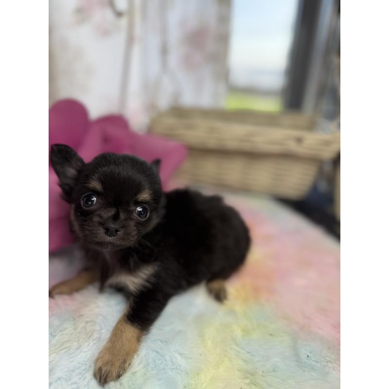 販売中の宮崎県のチワワ(ロングコート)-450247の4枚目