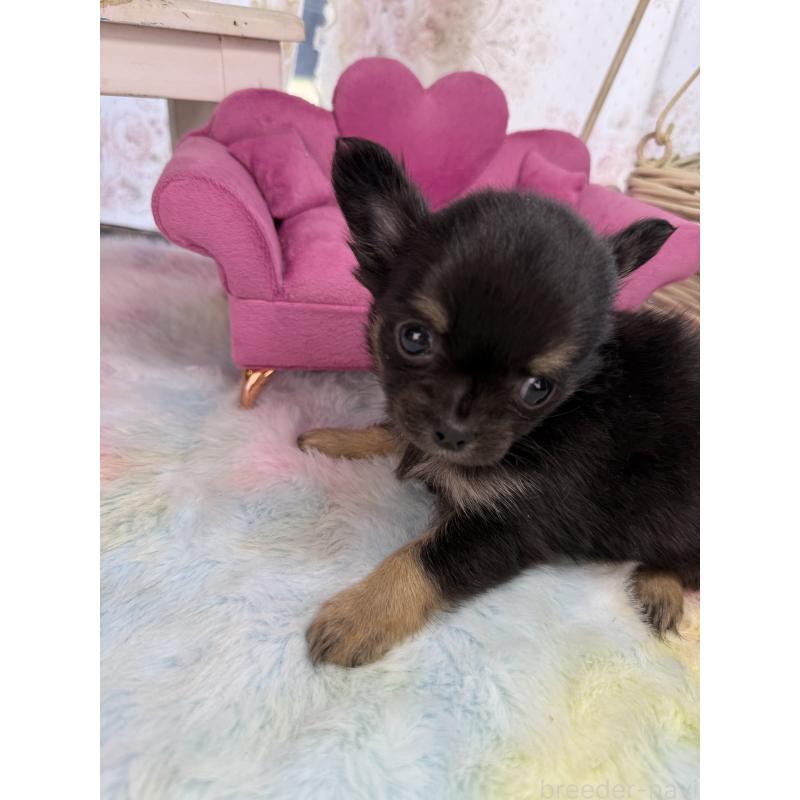 販売中の宮崎県のチワワ(ロングコート)-450247の3枚目