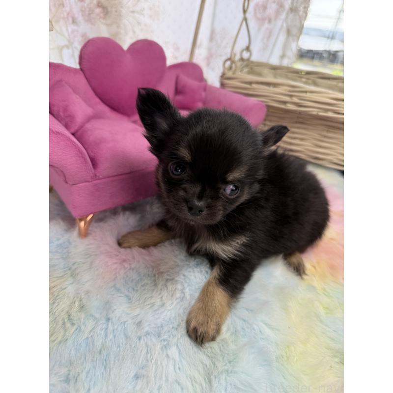 販売中の宮崎県のチワワ(ロングコート)-450247の2枚目