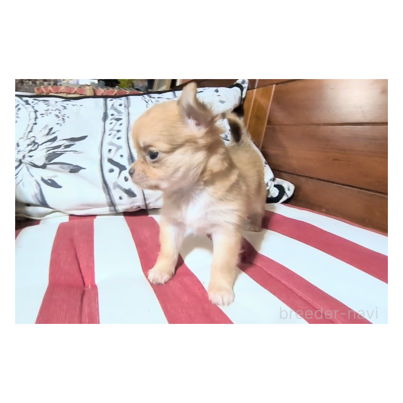 販売中の茨城県のチワワ(ロングコート)-450248の5枚目