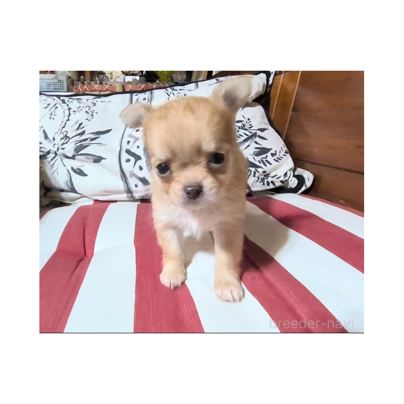 販売中の茨城県のチワワ(ロングコート)-450248の4枚目