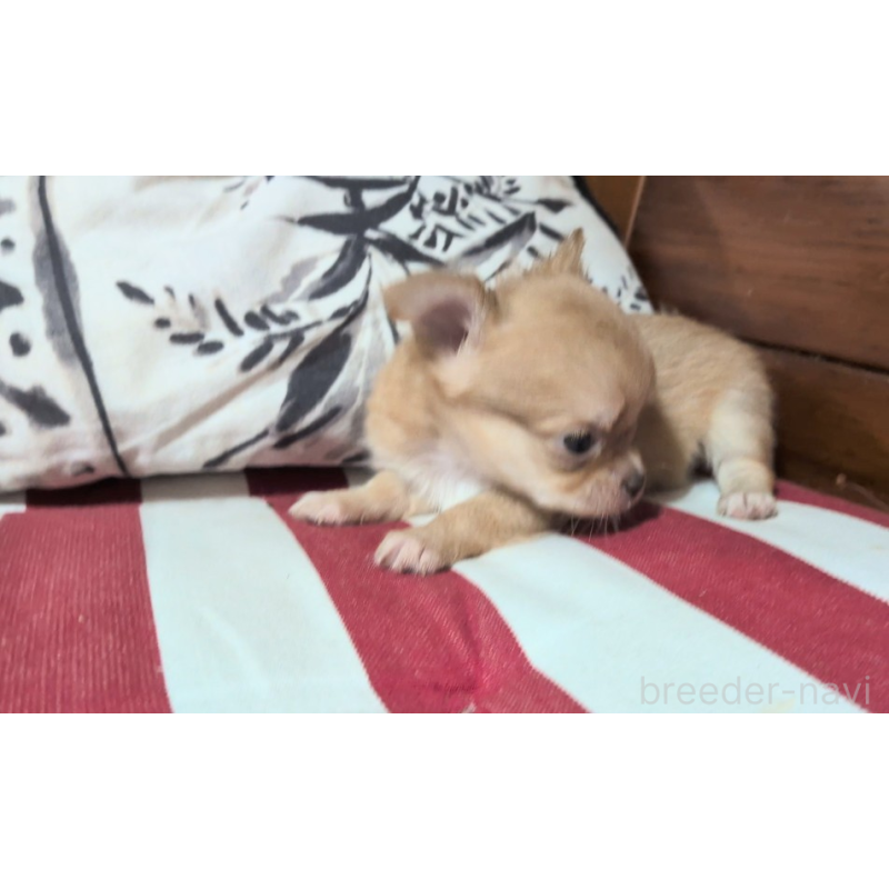 販売中の茨城県のチワワ(ロングコート)-450248の2枚目