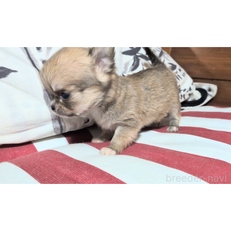 販売中の茨城県のチワワ(ロングコート)-450249の5枚目