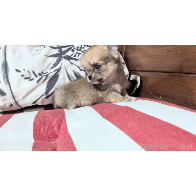 販売中の茨城県のチワワ(ロングコート)-450249の4枚目