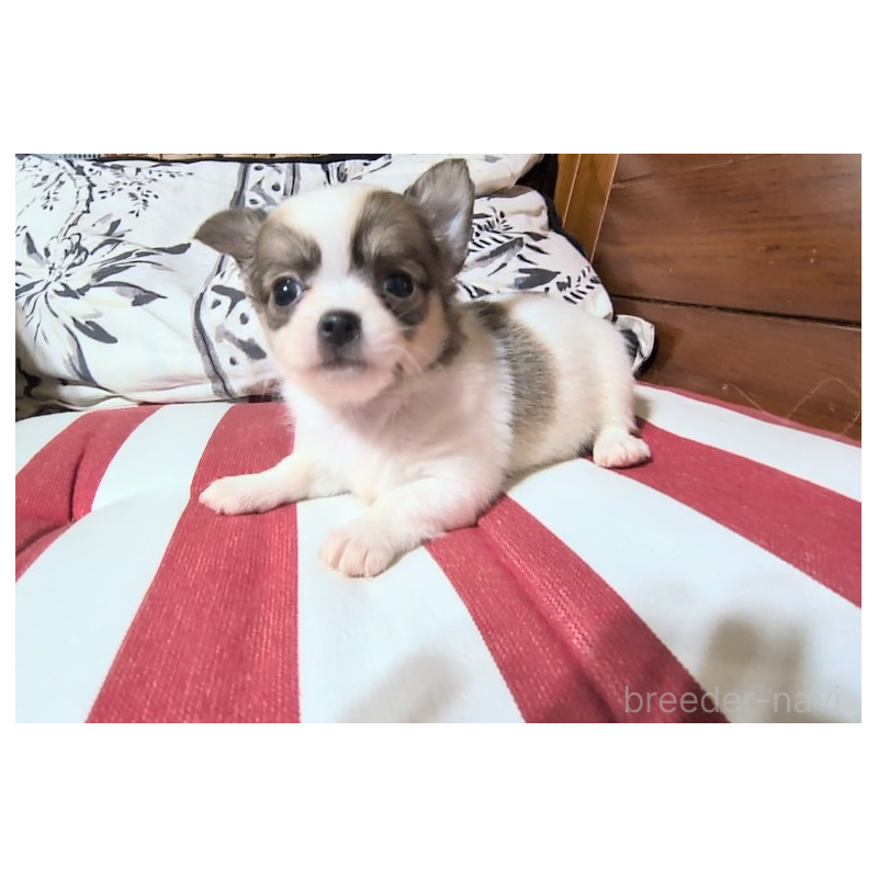 販売中の茨城県のチワワ(ロングコート)-450250の5枚目