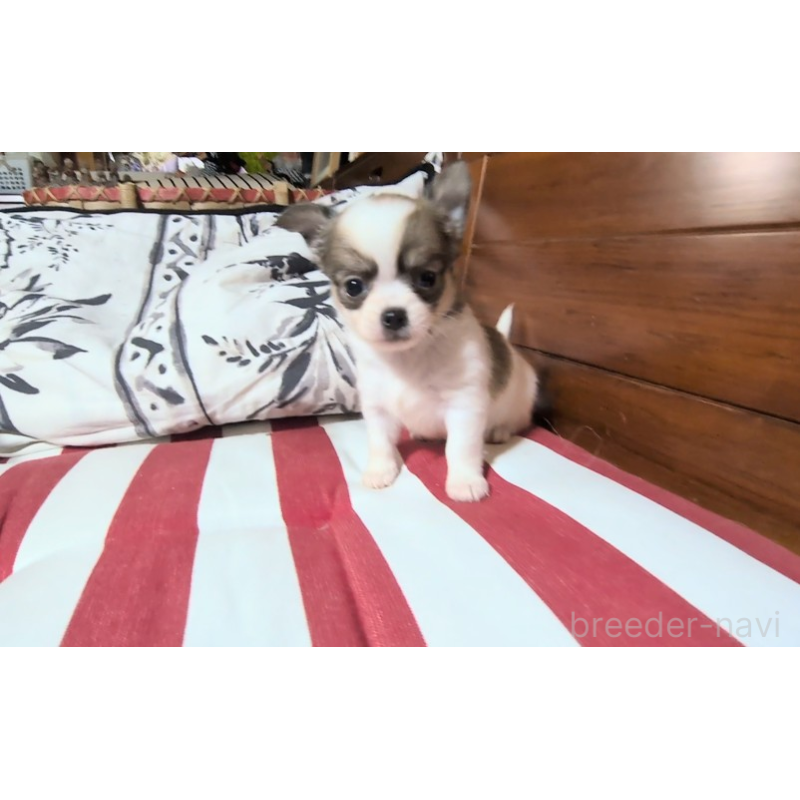 販売中の茨城県のチワワ(ロングコート)-450250の4枚目