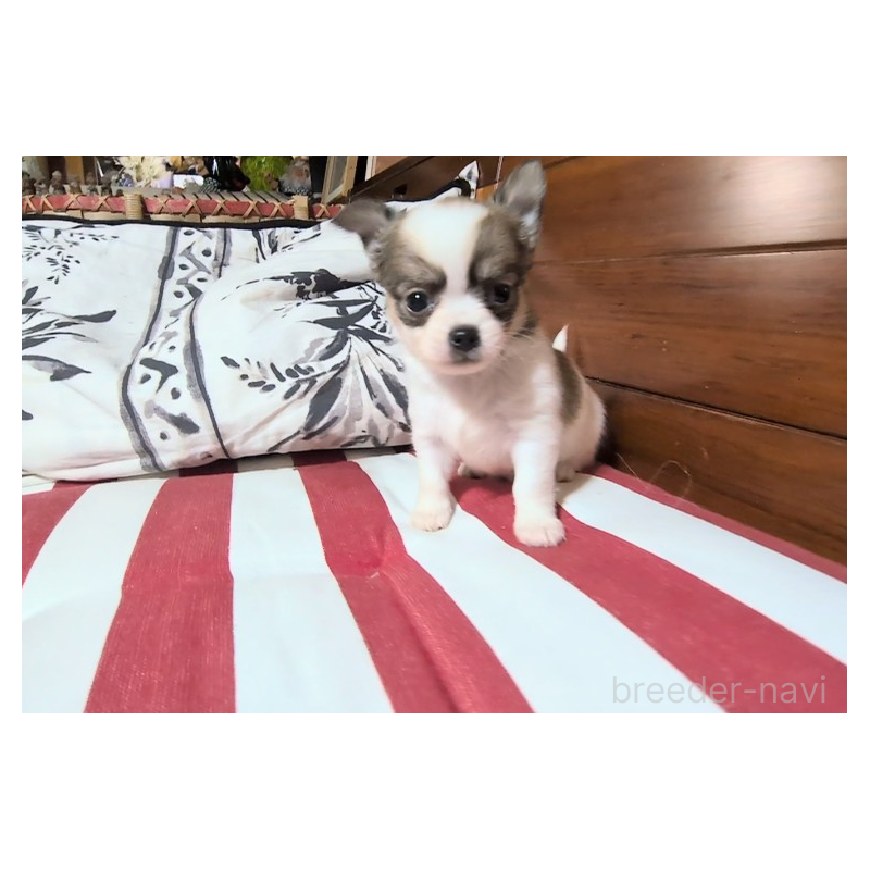 販売中の茨城県のチワワ(ロングコート)-450250の3枚目