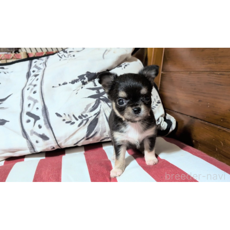 販売中の茨城県のチワワ(ロングコート)-450251の4枚目