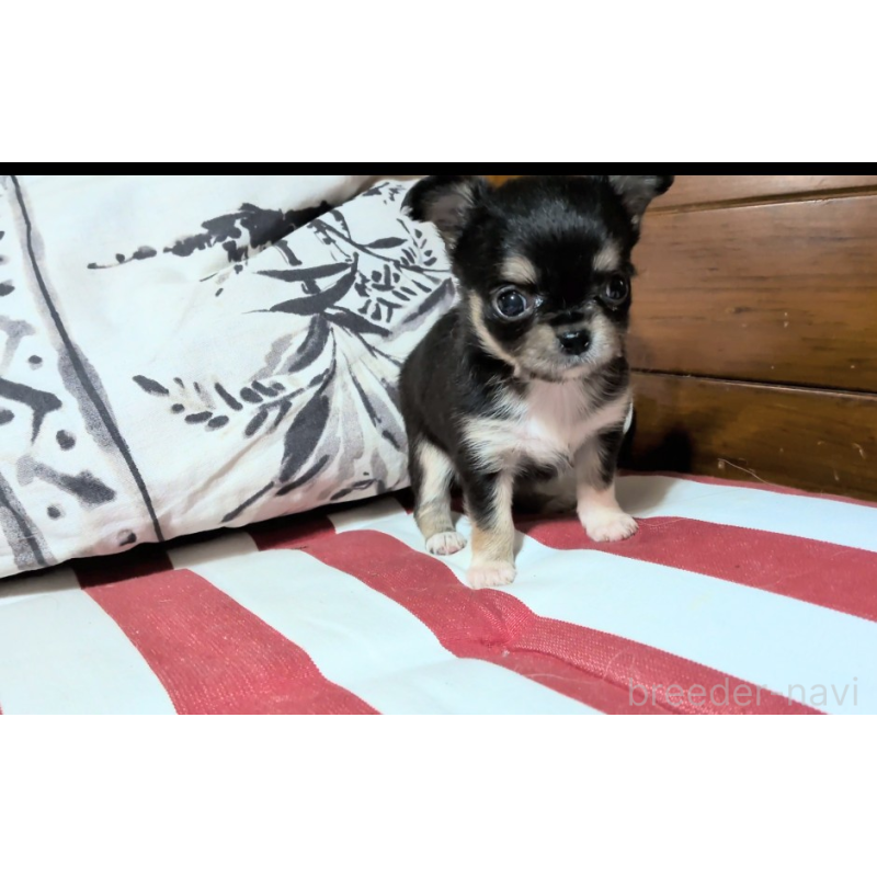 販売中の茨城県のチワワ(ロングコート)-450251の3枚目