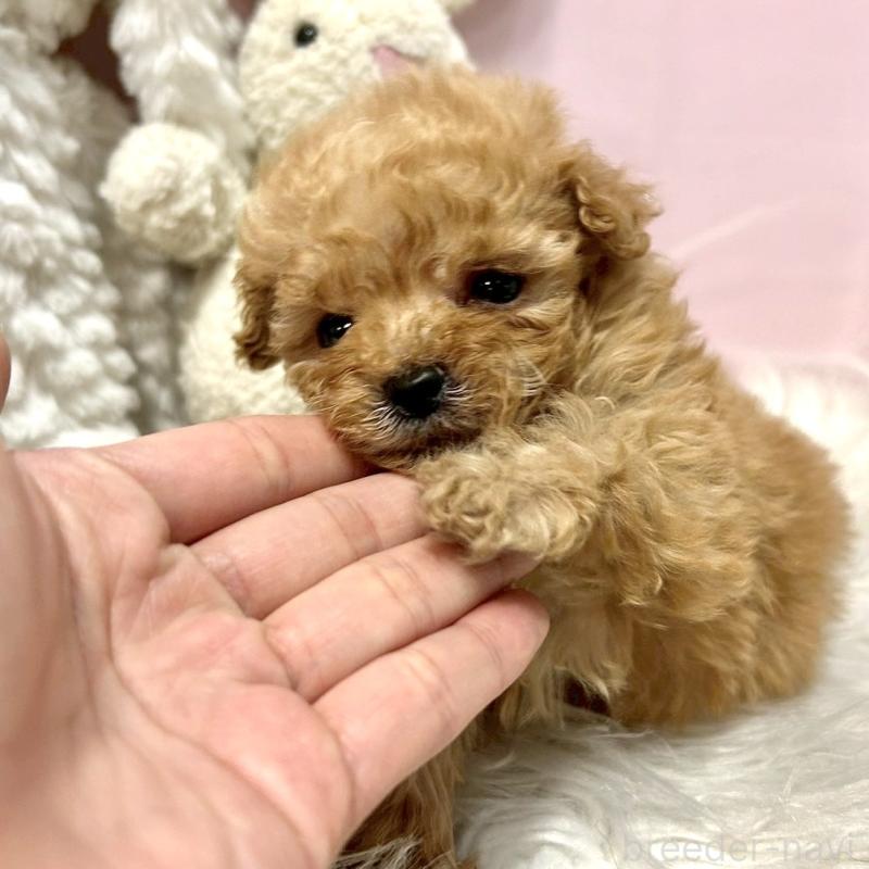 販売中の栃木県のトイプードル-450252の4枚目