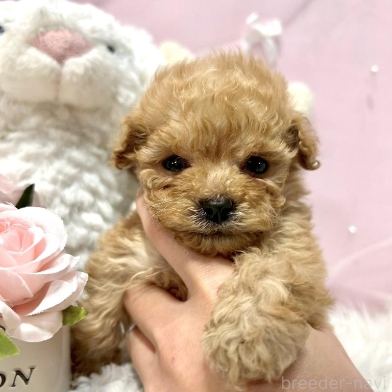 販売中の栃木県のトイプードル-450252