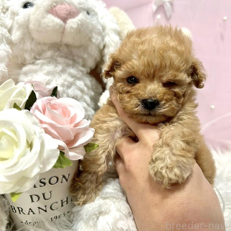 販売中の栃木県のトイプードル-450252の3枚目