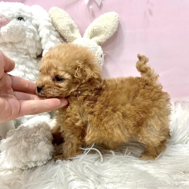 販売中の栃木県のトイプードル-450252の2枚目