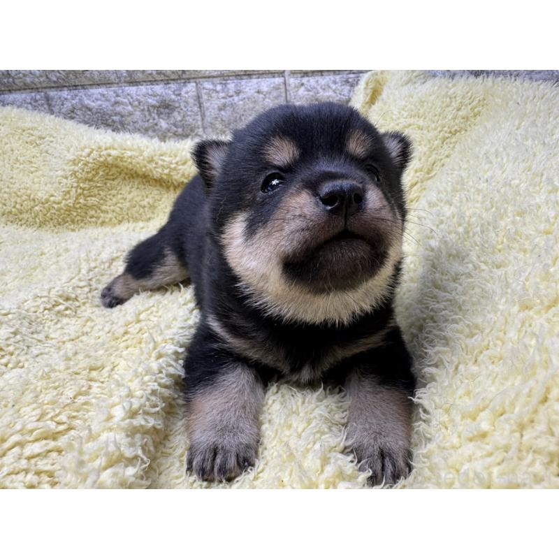 販売中の茨城県の豆柴-450280の5枚目