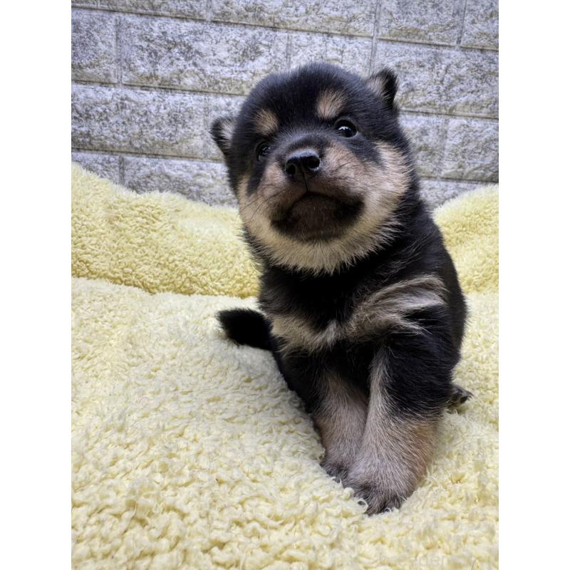 販売中の茨城県の豆柴-450280の4枚目