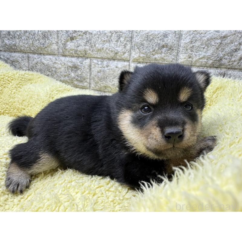 販売中の茨城県の豆柴-450280