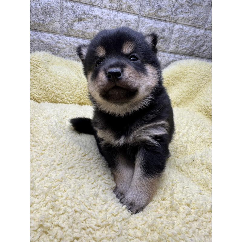 販売中の茨城県の豆柴-450280の3枚目