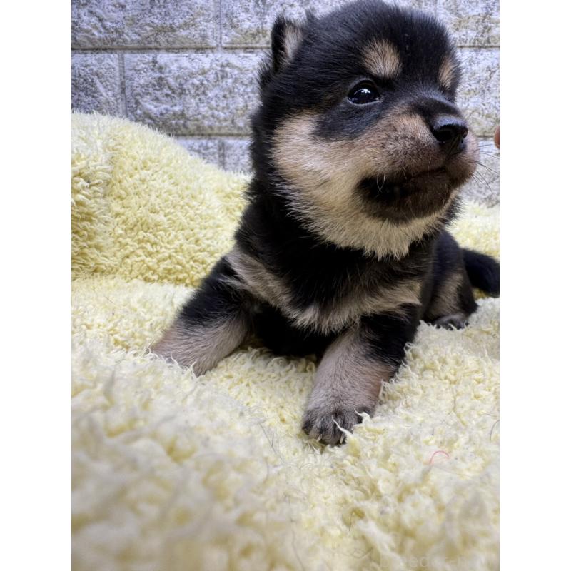 販売中の茨城県の豆柴-450280の2枚目