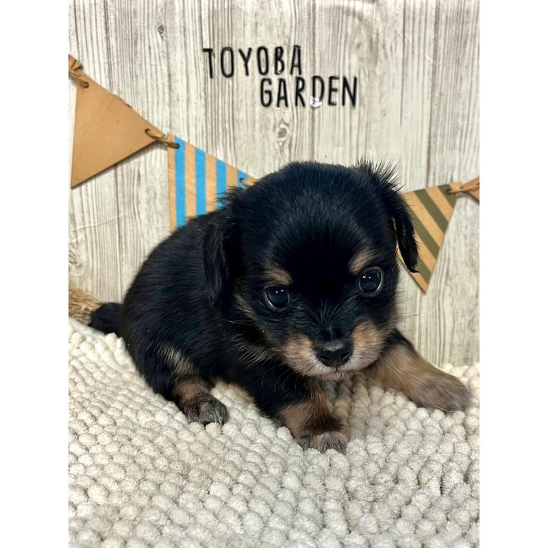 販売中の佐賀県のチワックス:チワワ×ミニチュアダックスフンド-450281の4枚目