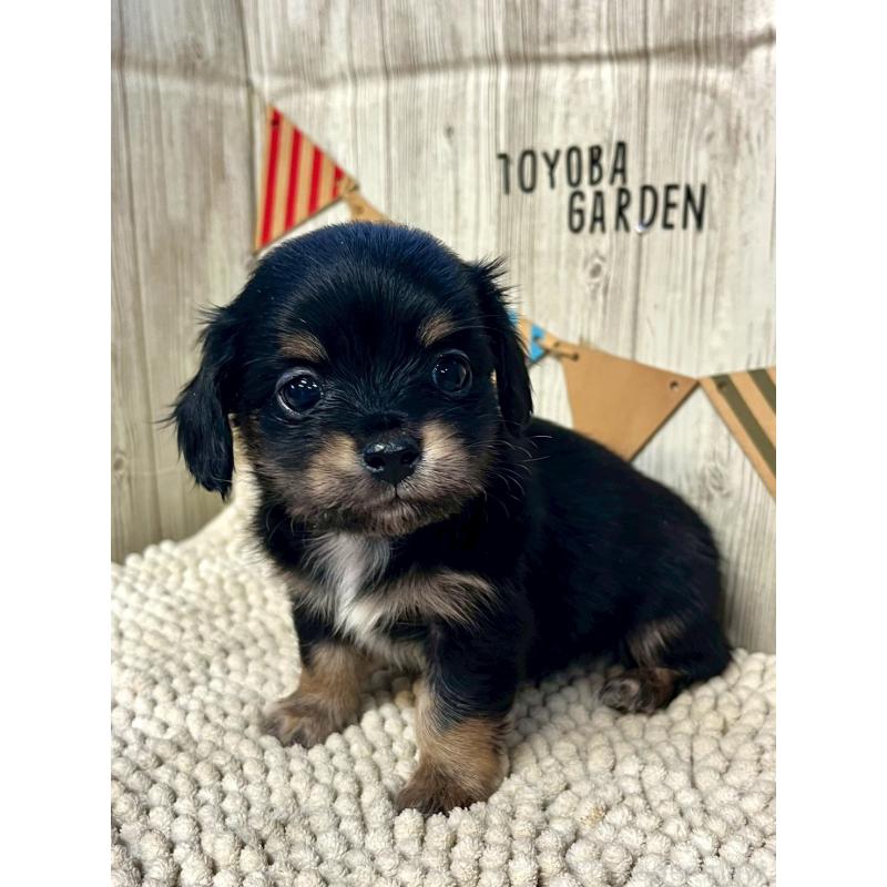 販売中の佐賀県のチワックス:チワワ×ミニチュアダックスフンド-450281の3枚目