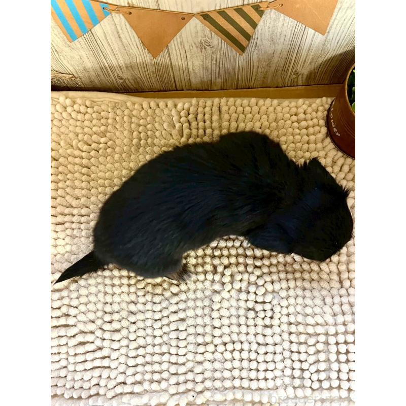 販売中の佐賀県のチワックス:チワワ×ミニチュアダックスフンド-450281の2枚目