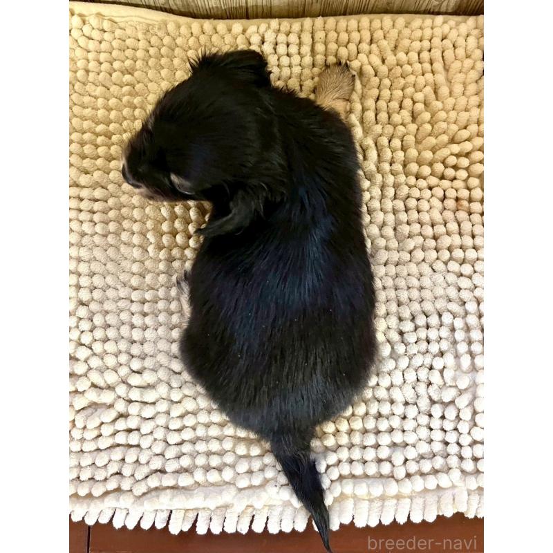 販売中の佐賀県のチワックス:チワワ×ミニチュアダックスフンド-450282の3枚目