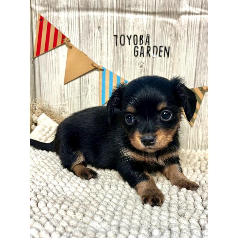 販売中の佐賀県のチワックス:チワワ×ミニチュアダックスフンド-450283の4枚目