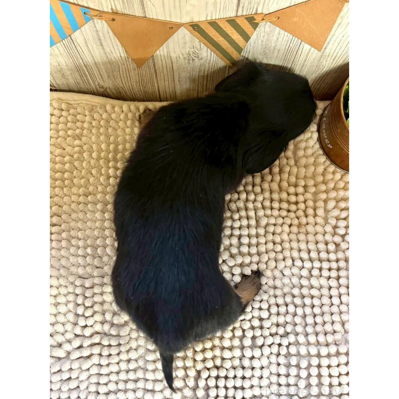 販売中の佐賀県のチワックス:チワワ×ミニチュアダックスフンド-450283の3枚目