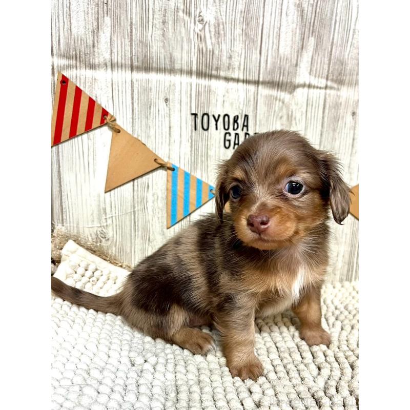 販売中の佐賀県のチワックス:チワワ×ミニチュアダックスフンド-450285の4枚目